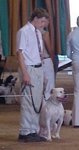 American Bulldog Breeder in  Michigan